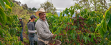 Spanish Sips: Essential Colombian Coffee Terminologies You Should Know